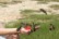 2011-08-Hummingbirds  7.jpg.jpg